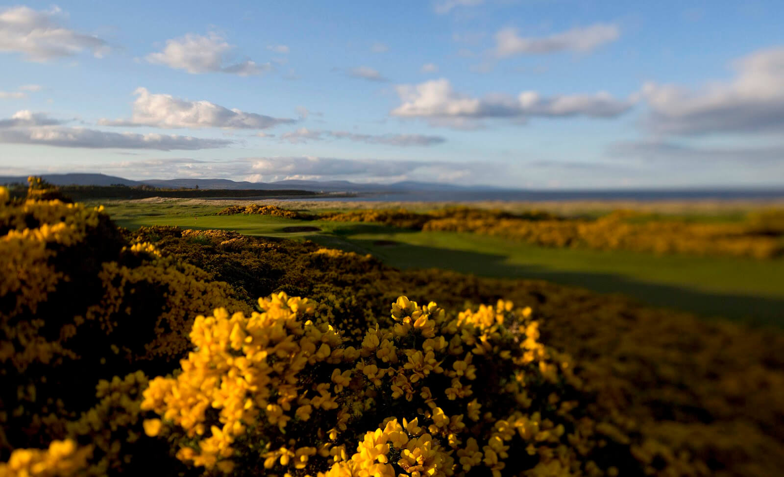 The 17th at Royal Dornoch, gorse in full bloom // Credit: Matthew Harris